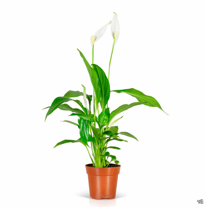 Spathiphyllum (Peace Lily) 2 inch