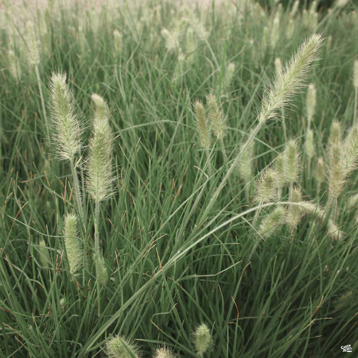 Fountain Grass 'Little Bunny'