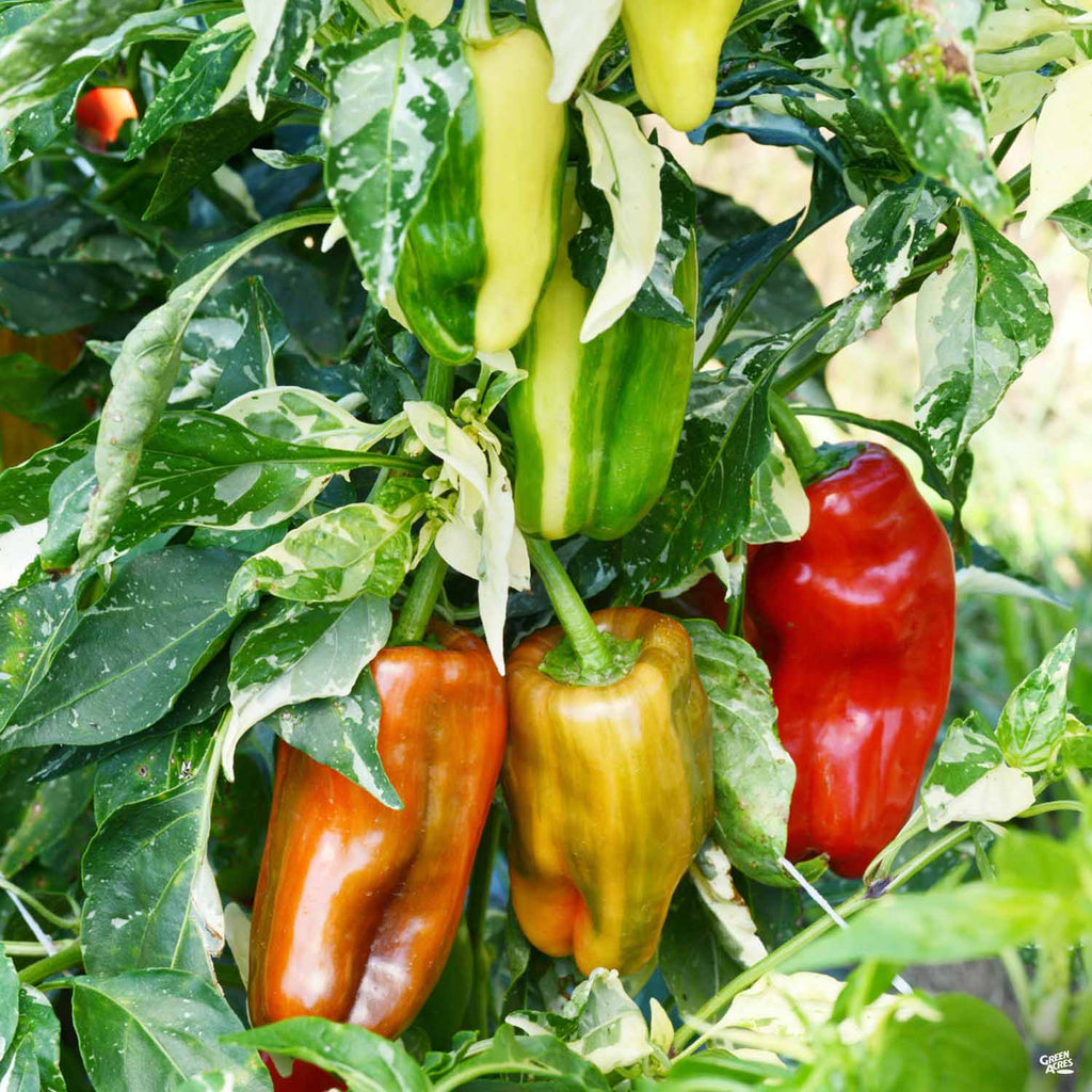 Pepper 'Candy Cane' — Green Acres Nursery & Supply