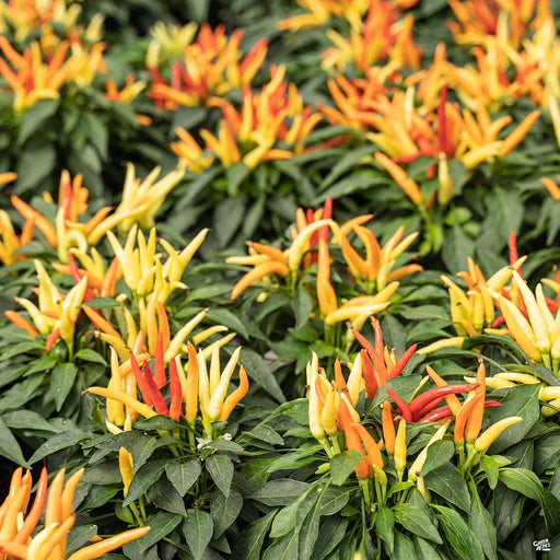 Ornamental Peppers