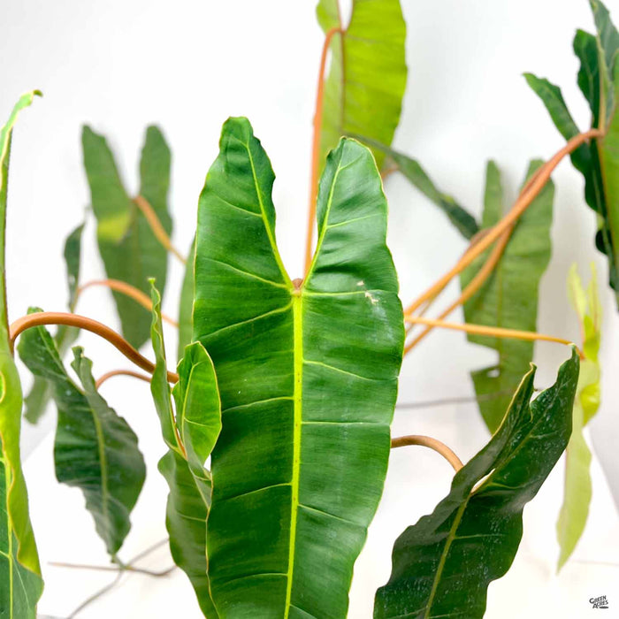 philodendron billietiae Philodendron billietiae — Green Acres Nursery & Supply