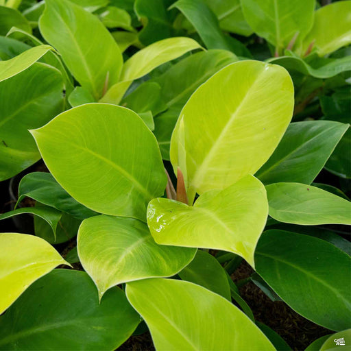 Philodendron Moonlight