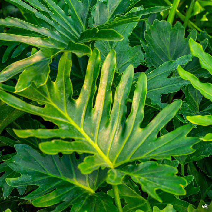 Split Leaf Philodendron