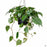 Philodendron cordatum