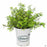 Pittosporum Elfin 1 gallon Matsudas