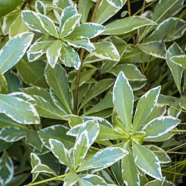 サンスベリア mafinga km.10 white variegated サンスベリア mafinga km.10 white variegated サンスベリア mafinga