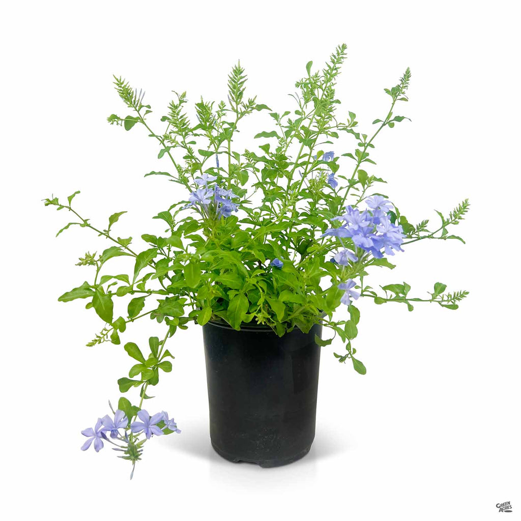 Blue Cape Plumbago — Green Acres Nursery & Supply