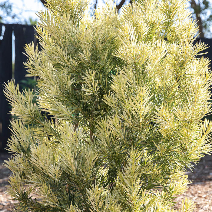 Podocarpus Roman Candle