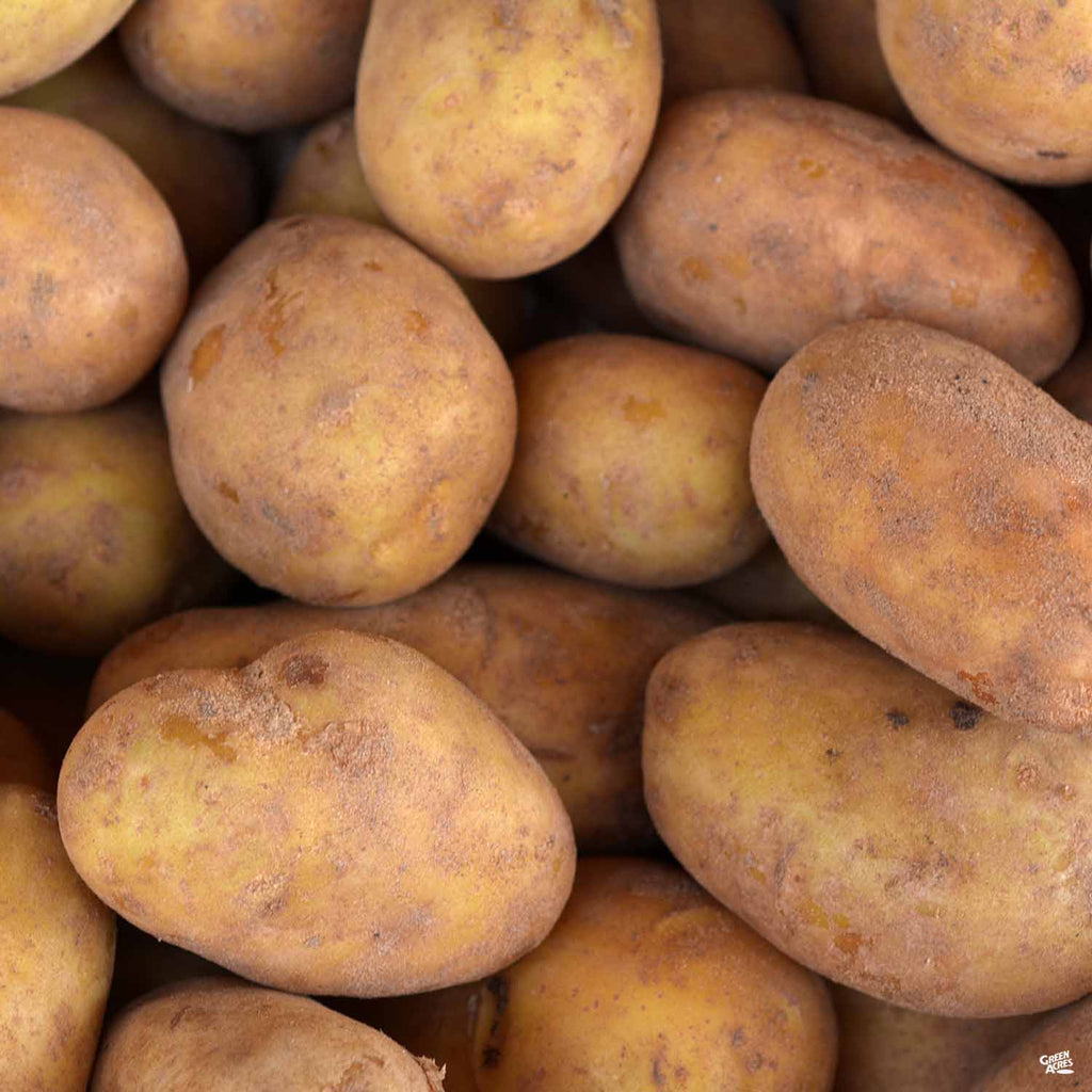 Seed Potato 'White Kennebec' — Green Acres Nursery & Supply