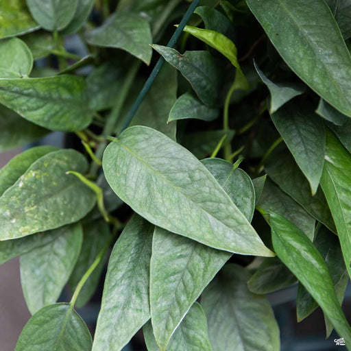 Pothos Cebu Blue