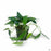 Pothos Cebu Blue 4 inch