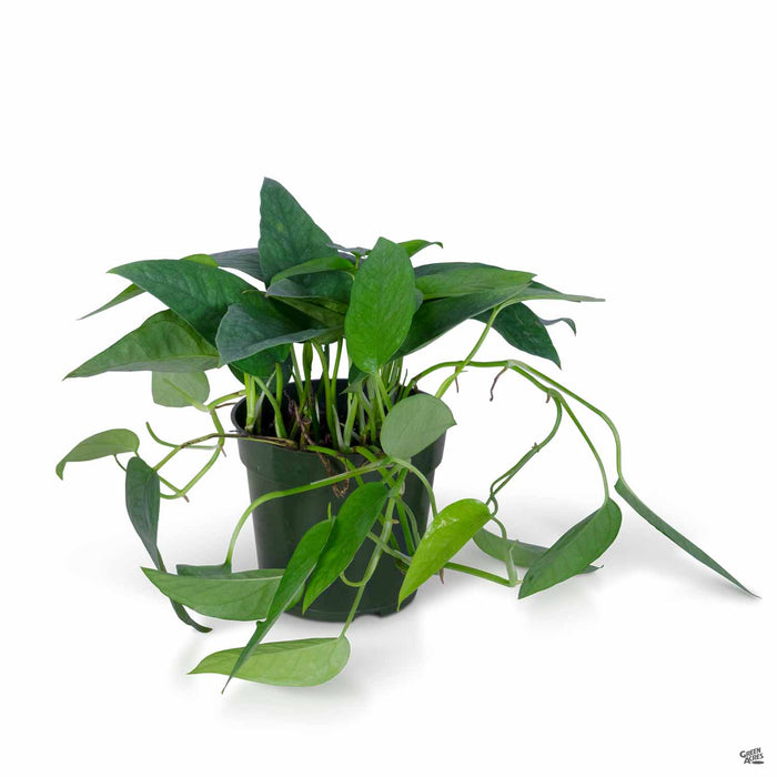 Pothos Cebu Blue 4 inch