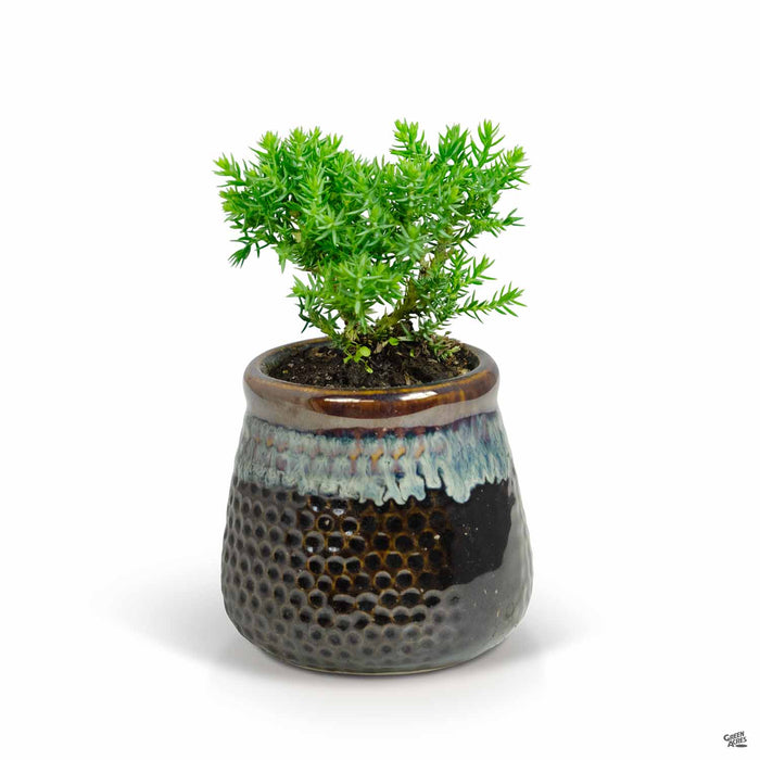 Bonsai Start in Orange Jar Pot 3.5 inch