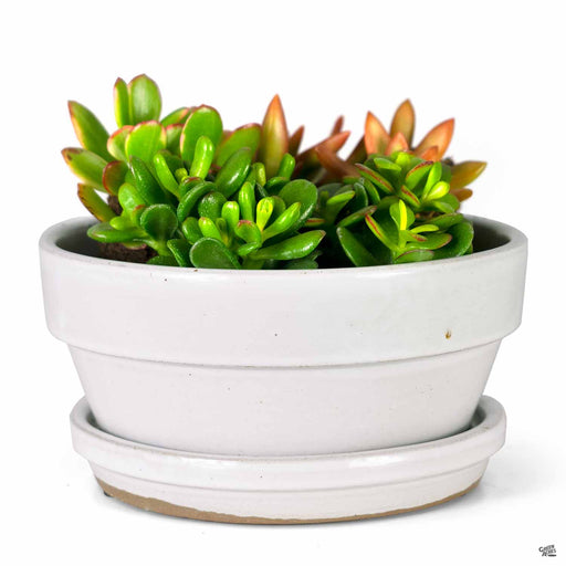 White Bulb Pan with Plant