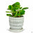 Morrocroft Egg Pot 5 inch with Peperomia