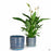 Naomi Planters in Blue