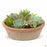 Notting Hill Newbury Terra Farm Pot Redstone with Plants