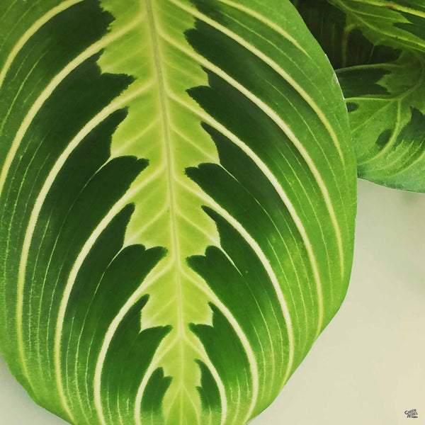Maranta 'Lemon Lime' — Green Acres Nursery & Supply