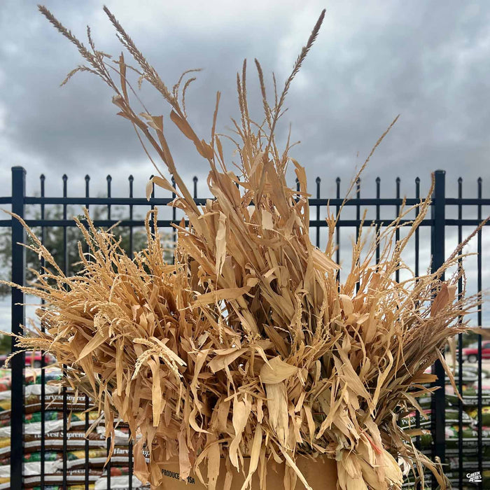 Corn Stalks