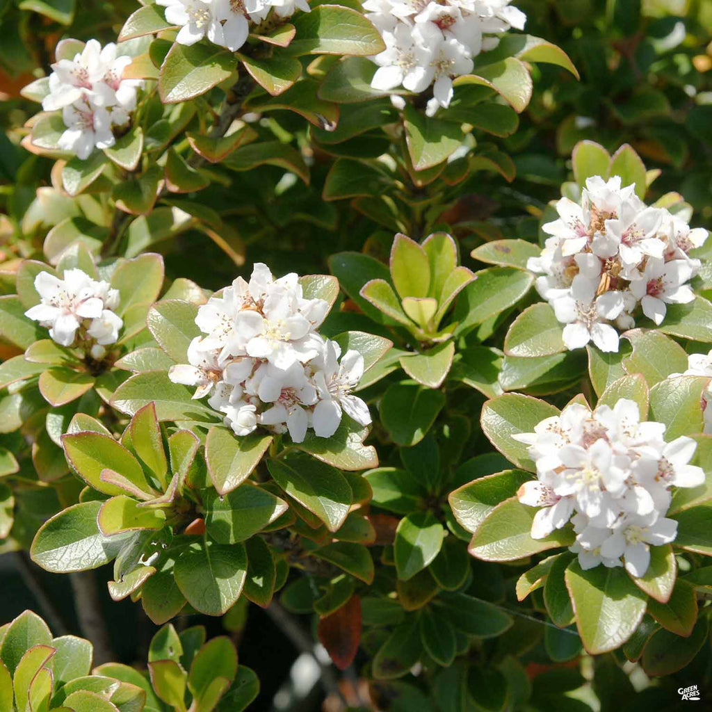 Yeddo Hawthorn 'Minor' — Green Acres Nursery & Supply