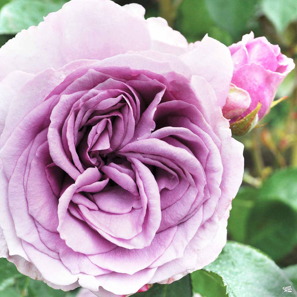 Quicksilver™ Arborose® Climbing Rose — Green Acres