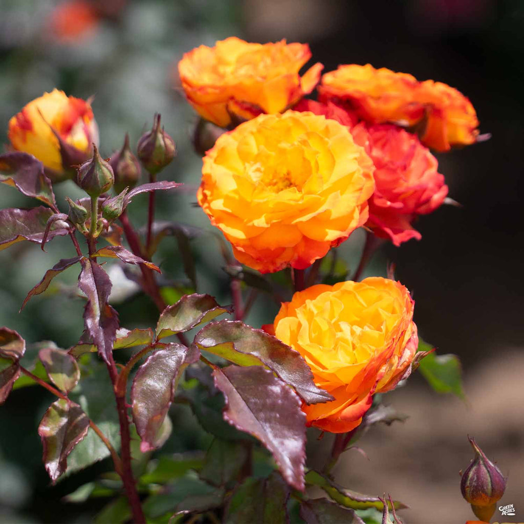 Rose 'Charisma' — Green Acres Nursery & Supply