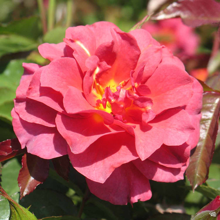 Cinco de Mayo Floribunda Rose