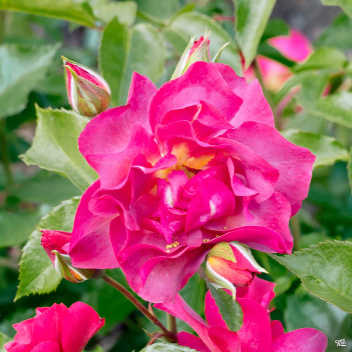 Black Baccara™ Rose — Green Acres Nursery & Supply