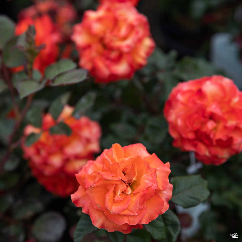 Rose 'Gingersnap' — Green Acres Nursery & Supply