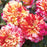 All American Magic Grandiflora Rose