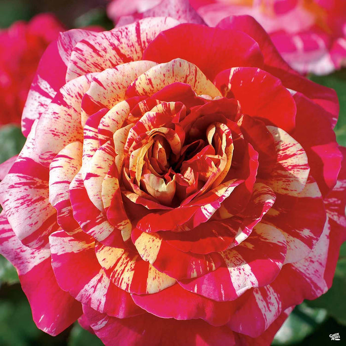 Sun Magic Roses All American Magic™ Rose — Green Acres Nursery & Supply