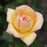 Centennial Star Hybrid Tea Rose