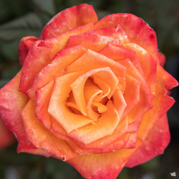 Rosa_HybridTea_ChrisEvert03_60
