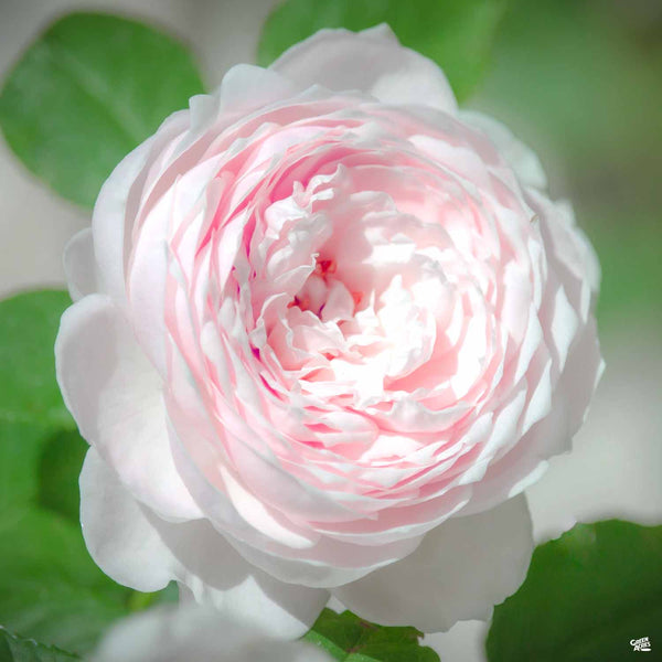 Rosa_HybridTea_EarthAngelPerfu