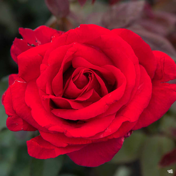 Rosa_HybridTea_MrLincoln3_600x