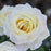 Peace Hybrid Tea Rose