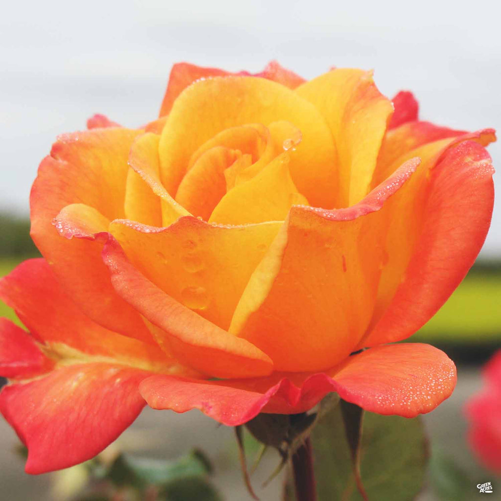 Rose 'Rio Samba' Bareroot — Green Acres Nursery & Supply