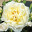 Sunblaze Lemon Miniature Rose