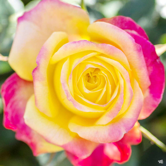 Sunblaze Rainbow Miniature Rose