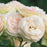 White Eden Climbing Rose