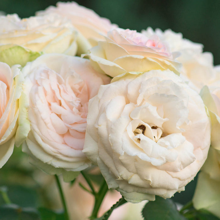 White Eden Climbing Rose