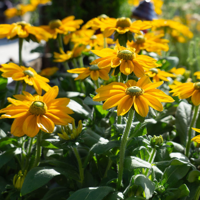 Sunbeckia