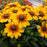 Sunbeckia Black-Eyed Susan