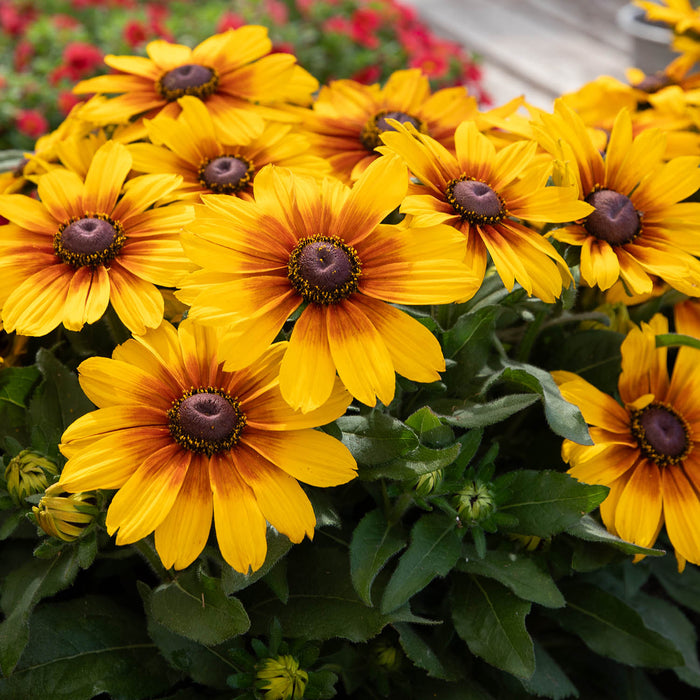 Sunbeckia Black-Eyed Susan