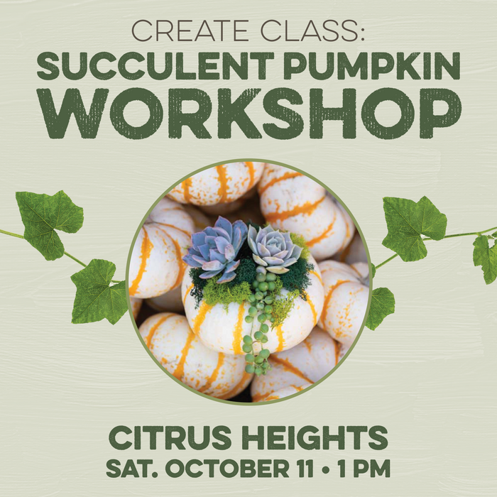 CREATE Class: Succulent Pumpkin Workshop | Citrus Heights