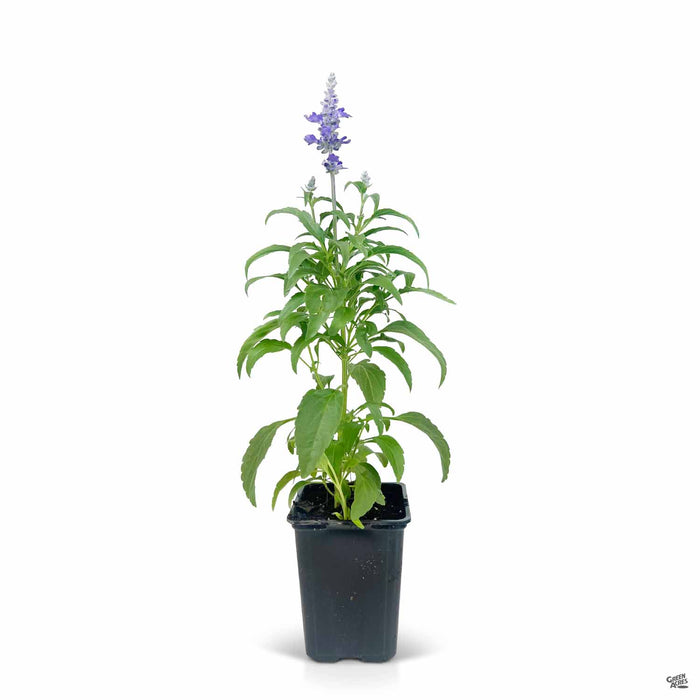 Victoria Blue Salvia 4 inch