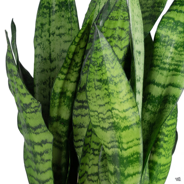sansevieria forskaoliana Snake Plant 'Futura Green' — Green Acres Nursery & Supply