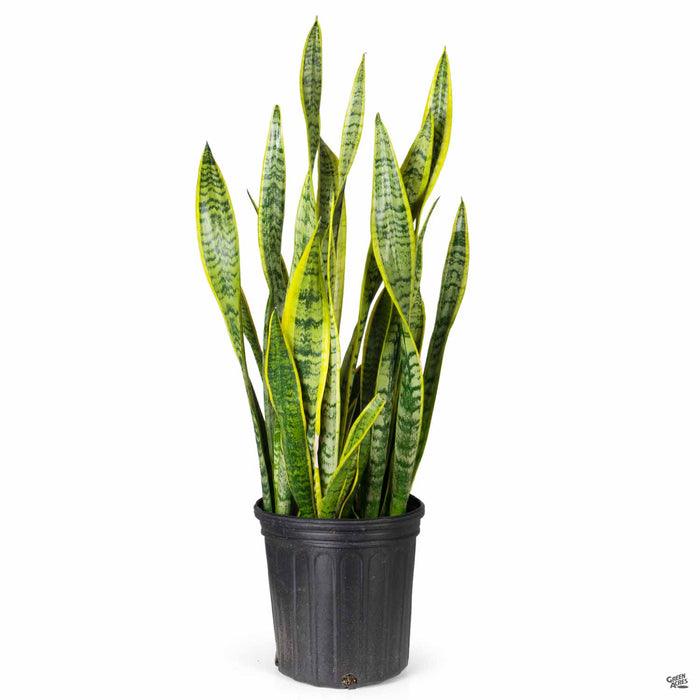 is snake plant laurentii a hybrid Snake Plant 'Laurentii' — Green Acres Nursery & Supply