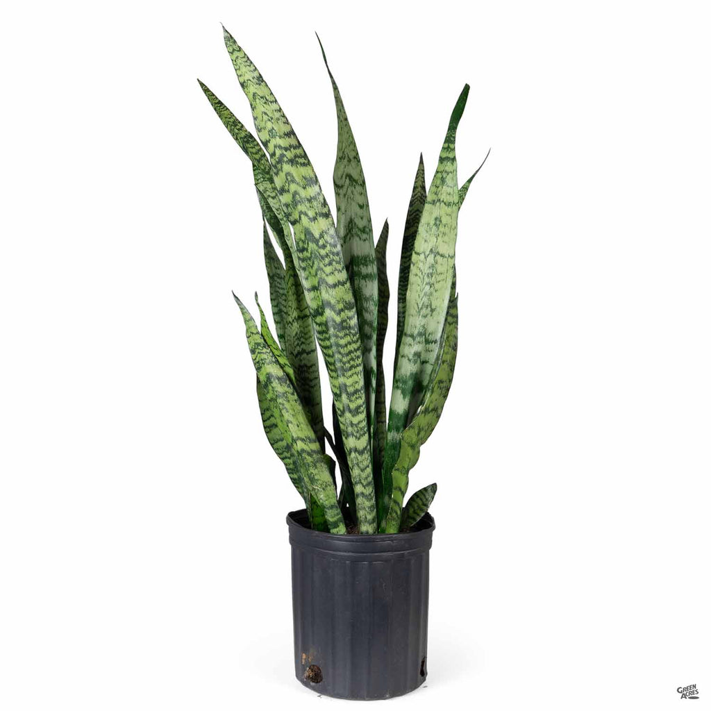chinchillas and snake plant Snake Plant 'Zeylanica' — Green Acres Nursery & Supply