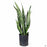 Snake Plant Zeylanica 10 inch